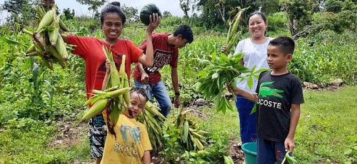 Tampak tanaman jagung berbatang besar, segar dan kokoh, serta daunnya